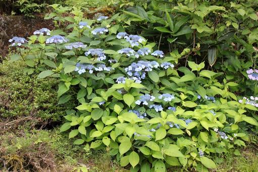 Hydrangea 96, JPG Hydrangea 96, JPG