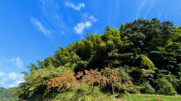 青空と緑の木々-36 青空と緑の木々-36 空,空背景,秋の写真素材