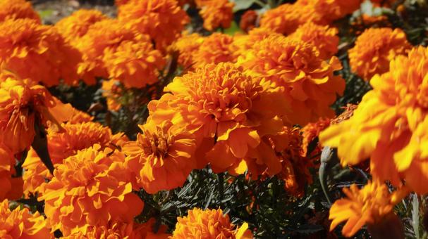 【花の写真】マリーゴールドの写真