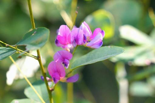 ヤマハギ ヤマハギ,花,ピンクの写真素材
