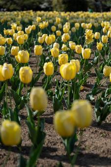 チューリップの写真