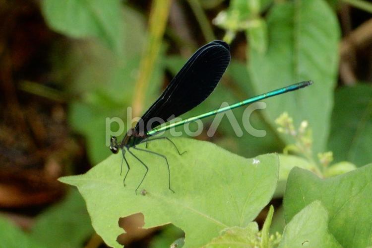 【昆虫写真】ハグロトンボ（羽黒蜻蛉） ハグロトンボ,羽黒蜻蛉,生き物の写真素材
