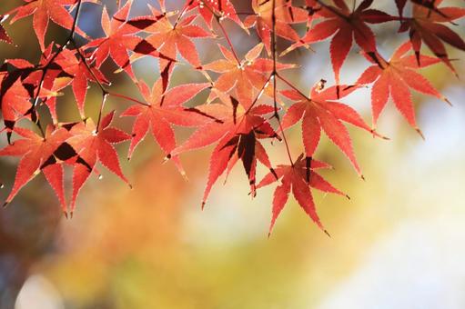 色づく紅葉 色づく紅葉 もみじ,秋,紅葉の写真素材