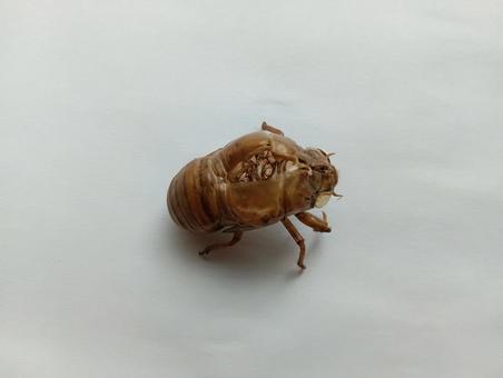 上から見たセミの抜け殻 上から見たセミの抜け殻の写真