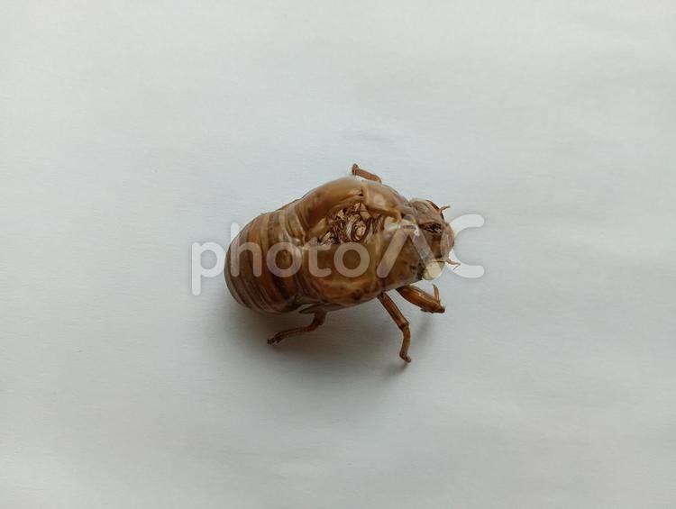 上から見たセミの抜け殻 セミの抜け殻,セミ,抜け殻の写真素材