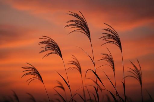 夕暮れの空とススキのシルエット 夕暮れの空とススキのシルエットの写真