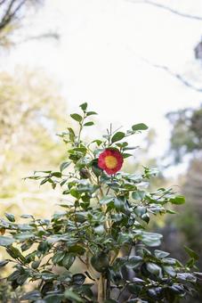 Camellia flower, JPG Camellia flower, JPG