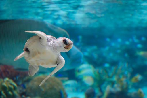 アカウミガメ アカウミガメ 亀,カメ,ウミガメの写真素材