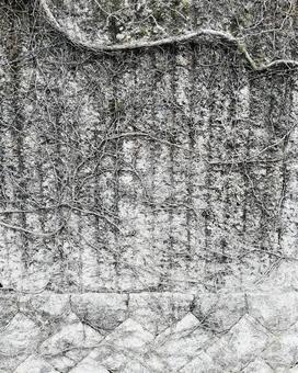 木の根 木の根,根っこ,クールの写真素材