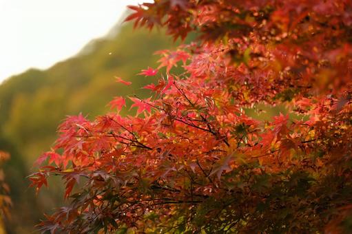 紅葉 紅葉の写真