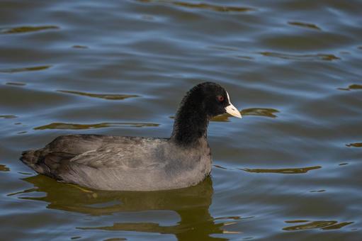 池を泳ぐオオバン 池を泳ぐオオバンの写真
