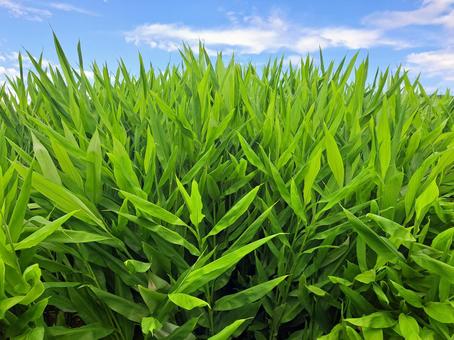 Photo, moga, loading, field, 