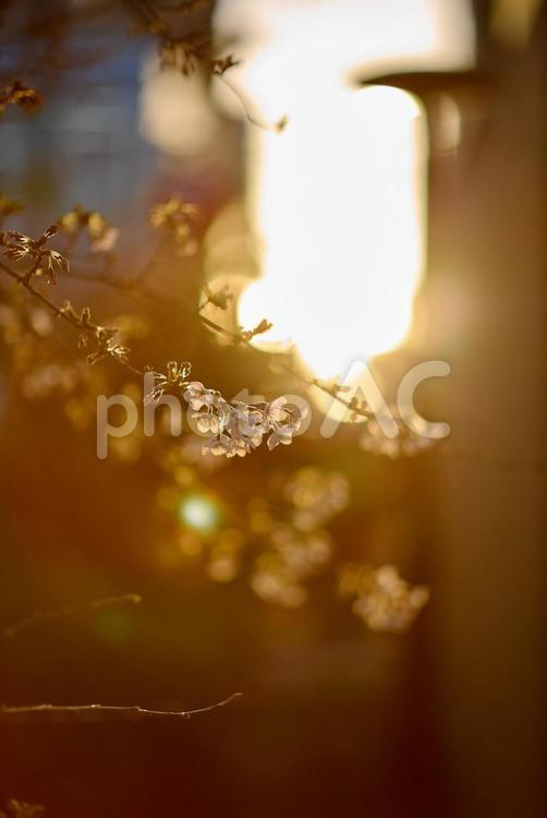 夕陽に照らされる桜 自然,風景,4月の写真素材