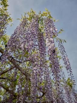 Vividly blooming wisteria flowers, JPG Vividly blooming wisteria flowers, JPG