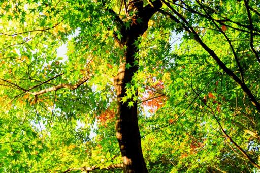 鮮やかな秋の木漏れ日の写真