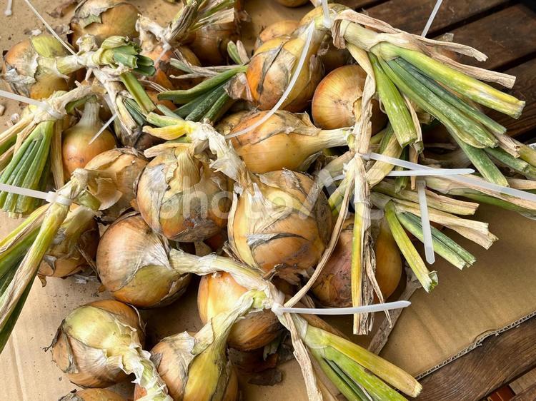 天日干しの準備をする玉ねぎ 玉ねぎ,野菜,採れたての写真素材