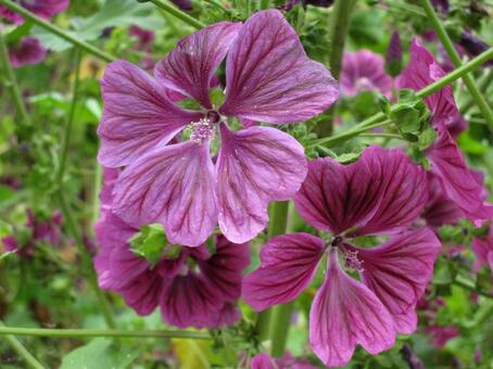 コモンマロウ　マクロ 草花,鮮やか,自然風景の写真素材