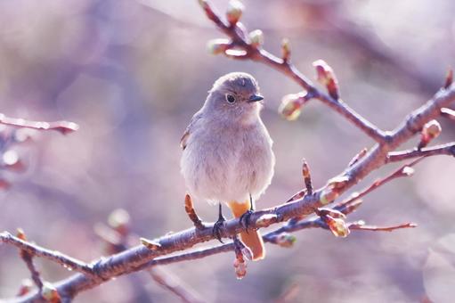 桜のつぼみと枝にとまるジョウビタキの雌 鳥,ジョウビタキ,自然の写真素材