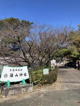 久留米城跡・篠山神社（縦） 久留米城,篠山神社,福岡県久留米市の写真素材