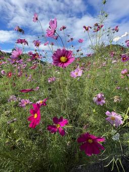 コスモス コスモス 花,自然,夕日の写真素材