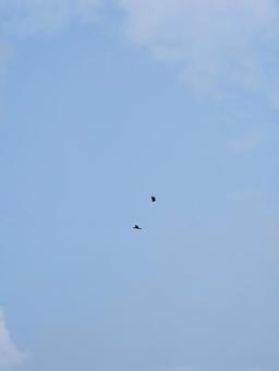 もやのかかった空を飛ぶ2羽の鳥 もやのかかった空を飛ぶ2羽の鳥 鳥,空,野鳥の写真素材