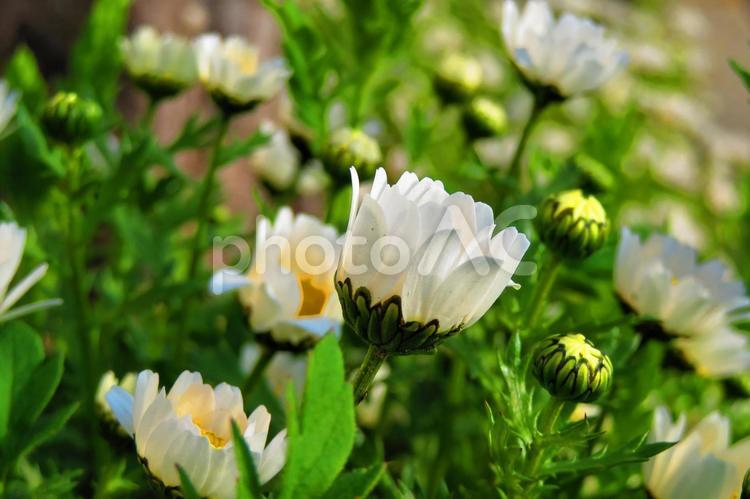 ３月下旬の街路のマーガレットの花 背景,マーガレット,花の写真素材