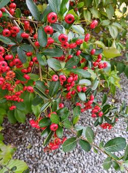 ピラカンサ（ピラカンサス） ピラカンサス,ピラカンサ,赤い実の写真素材