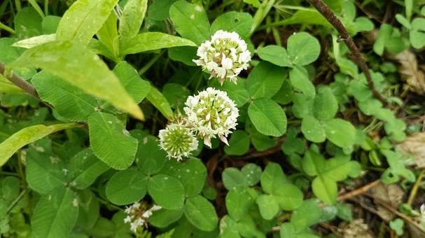 Photo, white clover, clover, weed, 