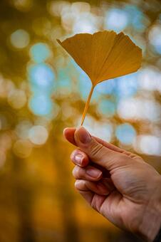 札幌　秋の落葉の風景 北海道,北,札幌市の写真素材