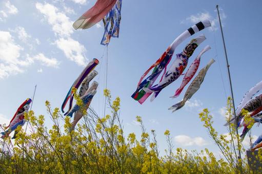 菜の花とこいのぼり 菜の花,こいのぼり,春の写真素材