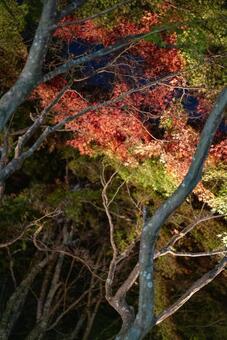 夜の紅葉ライトアップ 紅葉,もみじ,秋の写真素材