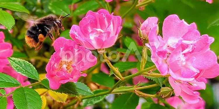 ミニバラとハチ 花,ハチ,ピンクの写真素材