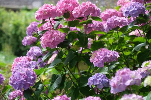 アジサイの写真