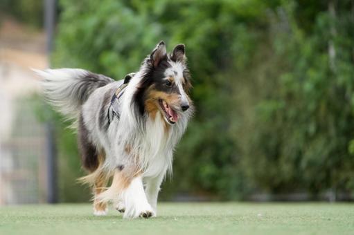 ドッグランを歩くシェルティ 犬,シェルティ,シェットランドシープドッグの写真素材