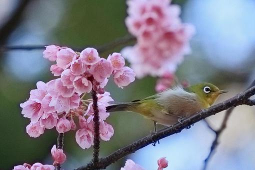 花と鳥 花と鳥の写真