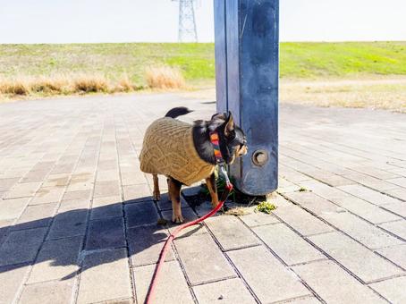 散歩する犬・チワワ・ミニピン 散歩する犬・チワワ・ミニピン 犬,わんこ,ペットの写真素材