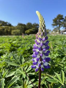 ルピナスの花 ルピナスの花 ルピナス,のぼり藤,風景の写真素材