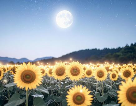月夜に咲くひまわり畑の写真