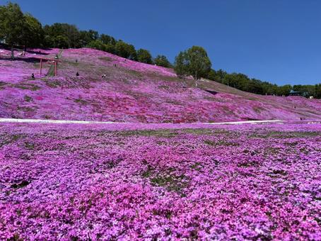 Moss Phlox of Higashimokoto, JPG