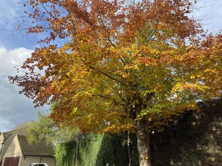 コッツウォルズの紅葉１の写真