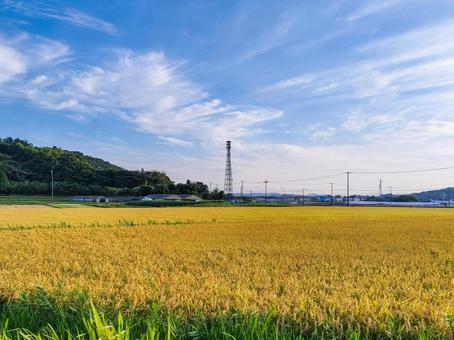 千葉県南部 8月の稲田の風景 千葉県南部 8月の稲田の風景の写真