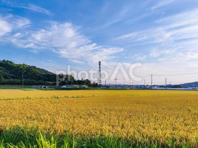 千葉県南部　8月の稲田の風景 稲田,田圃,八月の写真素材
