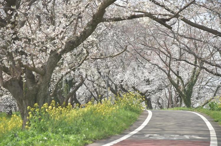 桜とサイクルロード 桜,さくら,春の写真素材