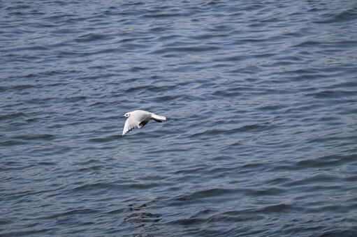 青い海面の海の上を飛ぶカモメのいる風景 青い,海面,海の写真素材