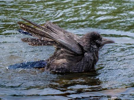 水浴びするカラス カラス,鳥,動物の写真素材