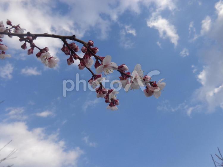 風景～梅の花 風景,梅,花の写真素材