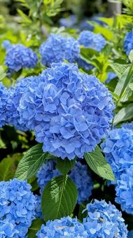 Hydrangea, JPG
