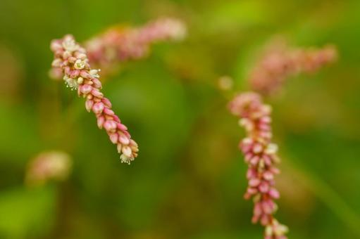 秋の花イヌタデ 秋の花イヌタデの写真