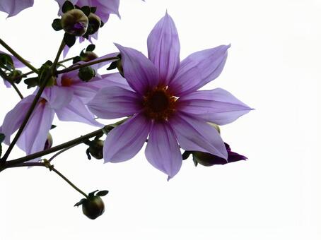 【花の写真】皇帝ダリア 皇帝ダリア,コウテイダリア,植物の写真素材