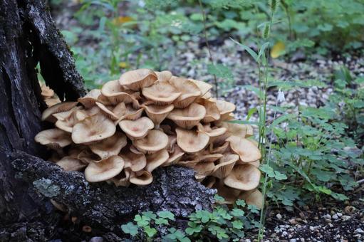 木の根元に野生のきのこの生える森 木,根元,野生の写真素材